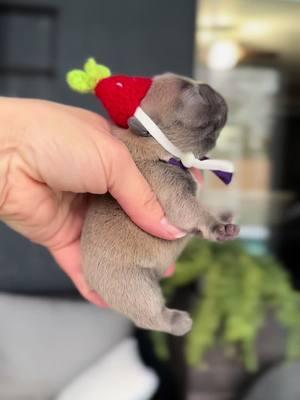 New little pibble   #chubby #sochubby #goshhescute #fypシ #foryoupage #bearcub #pibble12#frenchieshow #813frenchiesline #813frenchies #fortheloveofpuppies #puppiesgoviral #viralpuppy #chunky #squishyfacecrew #teddybearface #outstanding #bestofthebest #sweetlittleangel #sweetlittlepuppy #pibble  #yourbestlife #pibblelove #pibblelife #pibblemix #pibblesofinstagram #pibblemom 