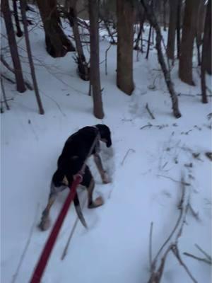 The #mixedmutts found another winter bear. #traildogs #beardogs #huntingdogs #hounds #wv #bear #treed #freed #training 