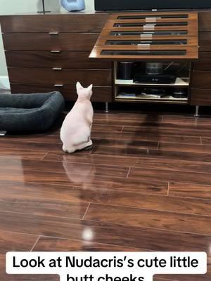 I can’t help but to record it when I see his little butt it’s hysterical!!! #tiktok #tiktokviral #fypagetiktok #fyp #trending #foryoupage #foryoupage❤️❤️ #trendingvideos #duet #meme #fypツ #viral #tiktoktrend #TikTokShop #fypage #pets #cat #cats #animals #sphynx #sphynxcat 