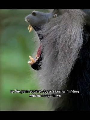 Primates’s intelligence #tiktok #fyp #nature #animals #documentary #monkey #macaque 