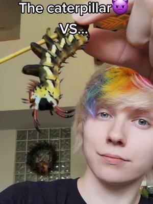 My most viewed video at 16.8M 🙏Follow me other places in case this one goes away #giantsilkwormmoth #hickoryhorneddevilcaterpillar #americaslargestcaterpillar #regalmoth #skyfishing #lepidoptera #caterpillar #insectfarm #bugs #lamp 