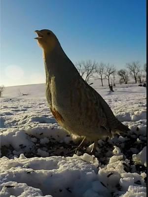 A Vocal Partridge #nature #birdcalls 