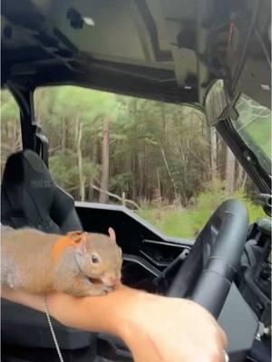 Throw back to taking Nugget on a rzr ride when it was 105 degrees and we were both hot and miserable 😂 #fyp #squirrelsoftiktok #petsquirrel #countrylife #throwback #Summer 