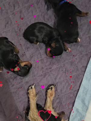 GOING LIVE NOW!  Priceless last litter!! If Dm or text me  #pfunkyorkiesbynikki #rehome #puppiesoftiktok  #vettech  #TIKTOK  #cutepuppies #puppies #dogs #yorkie  #baddie #puppies  #Love #beauty #cute #greatphotography  #animals  #explore #discover #puppy #puppylife #pfunkyorkiesbynikki #cutepuppies #puppies #dogs #yorkie  #baddie #puppies  #Love #beauty #cute #greatphotography  #animals  #explore #discover #puppy #puppylife #lasvegas #vegas #california #texas #atlanta #atl #chicago #alaska #michigan #anchorage #georgia #lousiana #flordia #miami #stlouis 