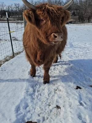 snow day #highlandcow #baharanchhighlandcows #kansas #snowday #cows 