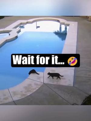 Cats vs Water 😹 #funnypets #funnyanimals #funny #pet #cat #dog #cute #animals #foryou #typ #fyp #watercats