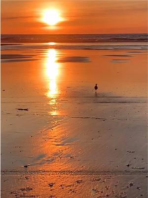 I think he’s looking for his friends! #pnwonderland #fyp #washingtoncheck #peaceful #pacificocean #oceanshores 