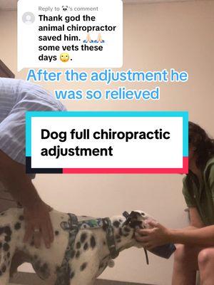 Replying to @🐼 okay this is lumbar sacral disease. Hes had arthritis since he was 5 and for the most part is completely fine but a couple times a year he does something silly and slips his disc again. He is fone usually within a few sessions  at the chiro #dogarthritis #lumbarsacraldisease #chiropractor #dogchiropractor 