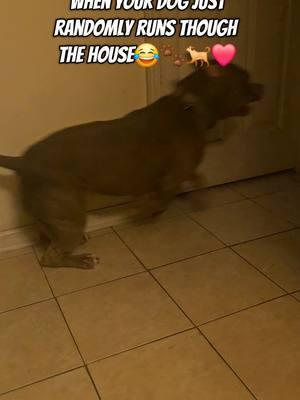 I Think Nova Is Broken 😂🐾🐕❤️ #PetsOfTikTok #dogsoftiktok #bullybreed #americanbullybreed #tiktokpets #adorabledog 