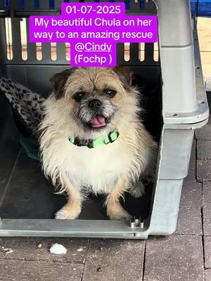 This beautiful girl was going to be surrender at the shelter, it was closed holiday so I feared she would get dumped somewhere so I quickly offered to take her. And now she’s living the best chapter of her life. Thanks @Cindy  (fochp ) for giving her a chance to a great life #whywerescue #foryourpage #rescueanimals #fypシ゚viral #fochp #spayandneuter #adoptdontshop #dogsoftiktok #dog #donationsacceptedandappreciated 