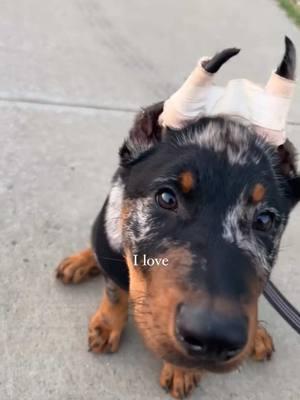 in honor of blu boy turning 3 next week… baby version🥹🥹 #fyp #puppy #beauceron #puppytiktok 