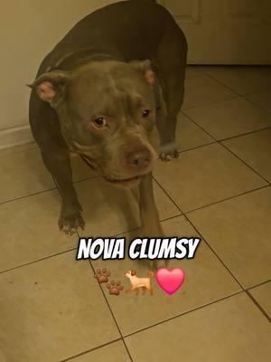 Nova Kind Of Clumsy 😂🐾❤️🐕 #adorabledog #tiktokpets #americanbullybreed #bullybreed #dogsoftiktok 