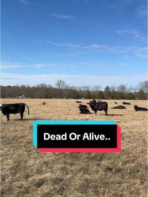 Not a fan of this game… #livestock #cattle #beef #farmjobs #cattlewoman #checkingcows 