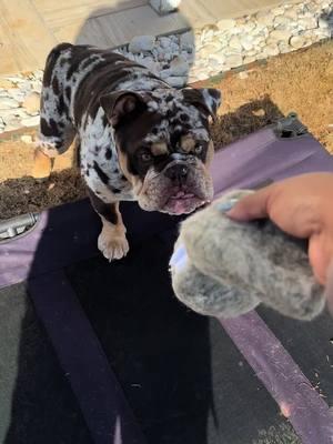 Will Bama ever learn how to play with his new interactive toy?! #dogtoy #bamathabulldog #barkleythabulldog #englishbulldog #bulldog #bulldogsoftiktok 