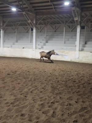 she thinks so 🤣🤣 #horsetok #fyppppppppppppppppppppppp #barrelracerland #oregon #barrleracing #horses #rodeo 