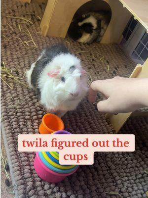 i can’t believe she’s doing it on her own like that 😅 #guineapig #smallanimals #guineapigsoftiktok #funny #smartanimals #babystackingcups #stackingcups 