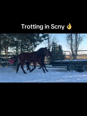 #trotting #trottinghorse #filly #qh #acehighcorral 