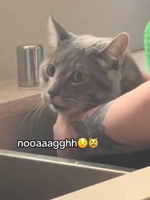 im crying that noise is so human😭 #phantom #cat #catsoftiktok #greytabby #catlover #bath 