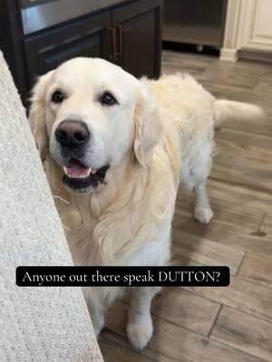 What’s he saying?! #dog #englishcreamgoldenretriever #Love #dutton #talk 