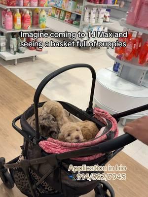 Comet & Prancer are looking for their furever family 🥰  Medium Goldendoodle ( estimated to be around 35lbs )  Send us a message 📲  . . . #goldendoodle #goldendoodles #goldendoodlesofinstagram #minigoldendoodle #minigoldendoodlesofinstagram #minigoldendoodlepuppy #goldendoodlepuppy #goldendoodlepuppies #mediumgoldendoodle #doodlespuppies #doodles #doodlesoftheworld #dogsofcharlotte #doodlesofcharlotte #charlottenc #doodlesofnyc #doodlebreeder #f1bbgoldendoodle #f1bgoldendoodle #f1b #charlottenc #cockapoo #cockapoopuppy #cockapoosofinstagram #cockapoopuppies #f1cockapoo #f1bcockapoo #cockapooclub #cockapoopup #goldendoodles #goldendoodle #minigoldendoodle #dogsofcharlotte