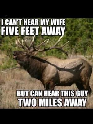 🤣#isaidit #ispeakelk #talktome #sickforit #elkaholic #elkwild #fy #elk #huntingseason #getoutside 