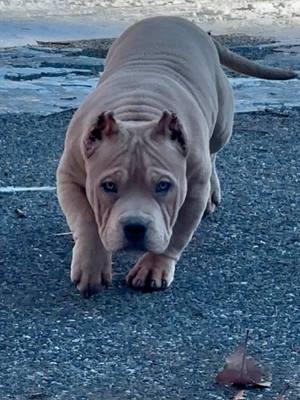 He is Legend! ⚔️ Son of Ghost! 👻 DNK’S LEGEND‼️4 months old and loving what I’m seeing.  DNK’S GHOST ❌ DNK’S NOVA #pocketbullies #bullyworld #bluefawn #dogsfyp #abkc #americanbullies #dogworld 