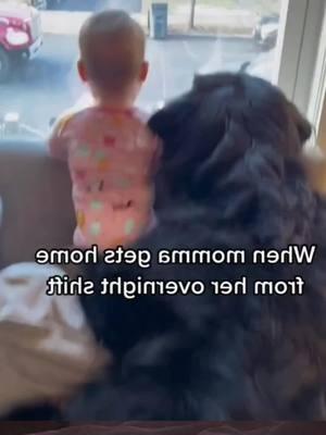 They are the best nannies in the world #fun #dogandbaby #dogsoftiktok #dog #pet 