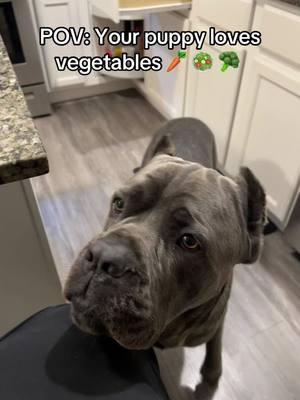 This spoiled boy here!! If TikTok shuts down, ya’ll gonna miss your nephew? #CreedOctober #bluebrindlecanecorso #canecorsomom #italianmastiff #mommashandsomeboy #dogtiktok #canecorsoitaliano #largebreedsoftiktok #creedtok #adayinthelifeofcreed #creed4 #reversebluebrindle #bigdawgenergy #canecorsotraining #canecorsomom #stubbornpuppies #corso #italianmastiffsofinstagram #mastiffpuppy #puppylove #reversedbluebrindlecorso 