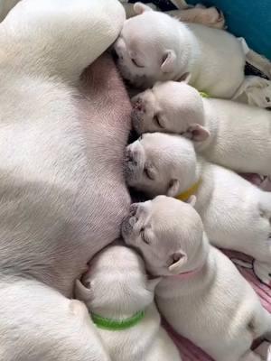 It's time to eat#frenchbulldog #frenchiesoftiktok #pet #dog #pup #puppylover #baby #babymilk 