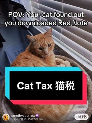 My brother sent this to our family chat… I’m gonna use it to pay my cat tax over there 😹💰 #rednote #cattaxes #cattax #superidol的笑容都没你的甜 #superidol #catvideo #tiktokban 