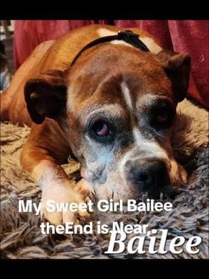 #bailee#olddogs#armsoftheangel #boxer#boxers#boxersoftiktok #bestfriend#easttennessee #tennessee #foryoupage #4youpage #