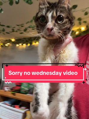 Sorry no wednesday video today #ysera #yseratok #kitten #cute #specialcat #catsoftiktok #kitty #goodmorningysera #catsofinstagram #catsoffacebook #ndd #neurodegenerativedisease #yserasarmy 