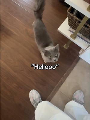 Convo with #Cozmo #talkingcat #hello #nebelung #russianblue #graycat #greeneyes #scaredycat 