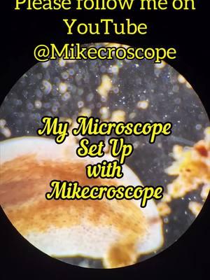 Y’all always being nosey about my microscope jk it’s an Amscope B490 Halogen, 20x ocular 4x/10x/20x/40x objectives. Darkfield filter made by Jake James 🫂💙music by @bad at math. song: mermaids #science #microscope #microbio #microbiology #microorganisms #learn #ciliate #sciencecommunication #mikecroscope 