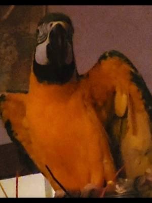 #CapCut #Quervo thinks @TWD @Theoneswholive is a #comedy! #sillybird #laughingparrot #moluccan #cockatoo #blueandgoldmacaw 