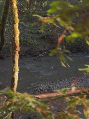 today was my first time seeing salmon swim up stream and it almost had me in tears. salmon are such incredible animals and I am so in awe of their journey  #cohosalmon#salmon#ecology#communityscience#naturalist#environment#redwoods#granola#Hiking#watershedconservation#fish  