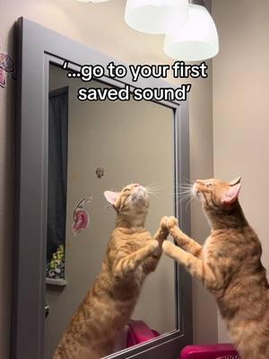 #firstsavedaudio #cat #catsoftiktok #mikey #Michelangelo #bug #mirror #catpaws #tmnt #teenagemutantninjaturtles #sick #sickday #bronchitis #ginger #gingercat #orange #orangecat #orangecatsoftiktok @happy_sushi 