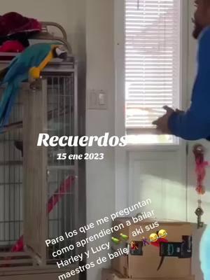 #Recuerdos #parrotslover #pericostiktok #parrotsworld #parrots #macaw 