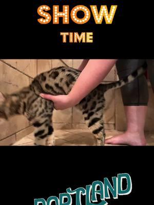 Get Ready With Us! #itsreigningcats #catshow #catdryerbox #homerunpet #catsoftiktok #cat #catlover #PetsOfTikTok #bengalcatsoftiktok #luxurycats #ilovecats #bengalcat @HomeRunPet 