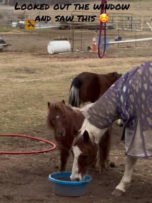 Hot Sauce doesn’t leave Killers side, no matter how mean he is to him. Best friends forever! 💕#paizleysponies #paintedponiesranch #farmlife #bestfriend #ranch #pets #animals #cute #adorable #adorableanimals #BestFriends #bff #horse #horsetok #ponies #minihorse 