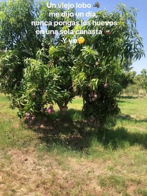 #mangos #🥭 #paraty #frutos #paratii #paratiiiiiiiiiiiiiiiiiiiiiiiiiiiiiii @Alondrix 