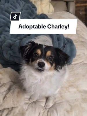 🥰How handsome is Charley Oliver!?🥰 Charley is a 4 year old Chihuahua/King Charles Cavalier mix! He is looking for the perfect family to spend the rest of his life with! 🩵 Charley is a chill guy who just wants to hang out with his person 🐶 If you think your home 🏡 could be a good fit for Charley Oliver, please submit an application at www.rhodehomerescue.org/adoption-form or speak with your adoption screener if you are already pre-approved. If not, please share Charley’s post to help him find his forever family!  #adoptdontshop #adoptablechihuahua #chihuahuasofinstagram #rescuedismyfavoritebreed #rescuedismyfavouritebreed #rescuedogsofinstagram #oceanstatedoggie #capcut 