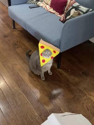 pizza costumes are now back in stock #catcostume #pizzacat 🍕 