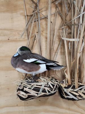 Another part of this big scene in progress 😵‍💫  #birdsoftiktok #duck #taxidermy #taxidermist #artist #art ##wigeon 