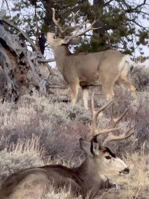 We ran into a new buck today (top). Which buck do you think is older (top or bottom)? #Photography #wildlife #nature #colorado #goodbull #muledeer #bucks #muley #deer #wildanimals 