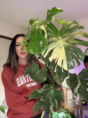 ##monsterathaiconstellation #thaiconstellation #55dollarthaicon #walmartplants #plantfinds #plantsoftiktok #PlantTok #planttok🌱 