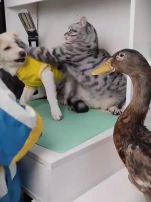 #catsoftiktok #ducksoftiktok🦆 #petlover #duck #Love #cutecat #pet #pets #PetsOfTikTok #foryoupage #foryou #fy #fypシ゚viral #cat