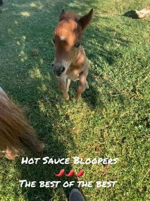 Hot Sauce the Mini horse! The spiciest mini foal I’ve ever had 🌶️ enjoy all his sweetest moments 🤭#paizleysponies #paintedponiesranch #farmlife #minihorse #ponies #horsetok #horse #ranch #animals #pets #animals #highlights #bloopers #adorableanimals #aggresive #wow #funnyanimals #minihorses #minihorsesoftiktok #horsegirl #horses 