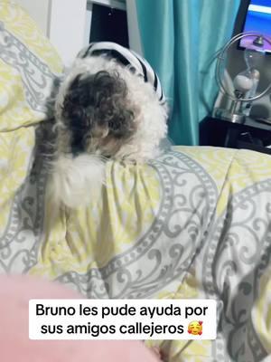 Bruno es feliz pero quiere que ayuden a sus amigos que sufren #perrostiktokers #perro #bonito #lhasaapso 