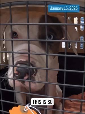 @bestfriendsanimalsociety is looking for help with fosters as they help make room in L.A. area shelters for animals that have been displaced by the fires. #animalrescue #animalshelter #california #utah #kslnews #ksltv 